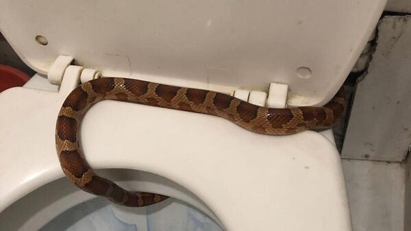 Змея в туалете жительницы Тулы
