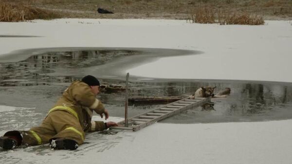 Спасатели под Белгородом извлекли из воды упавшую в полынью на середине реки собаку. 21 января 2020