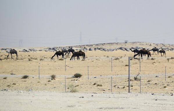 Верблюды пасутся в пустыне в Саудовской Аравии