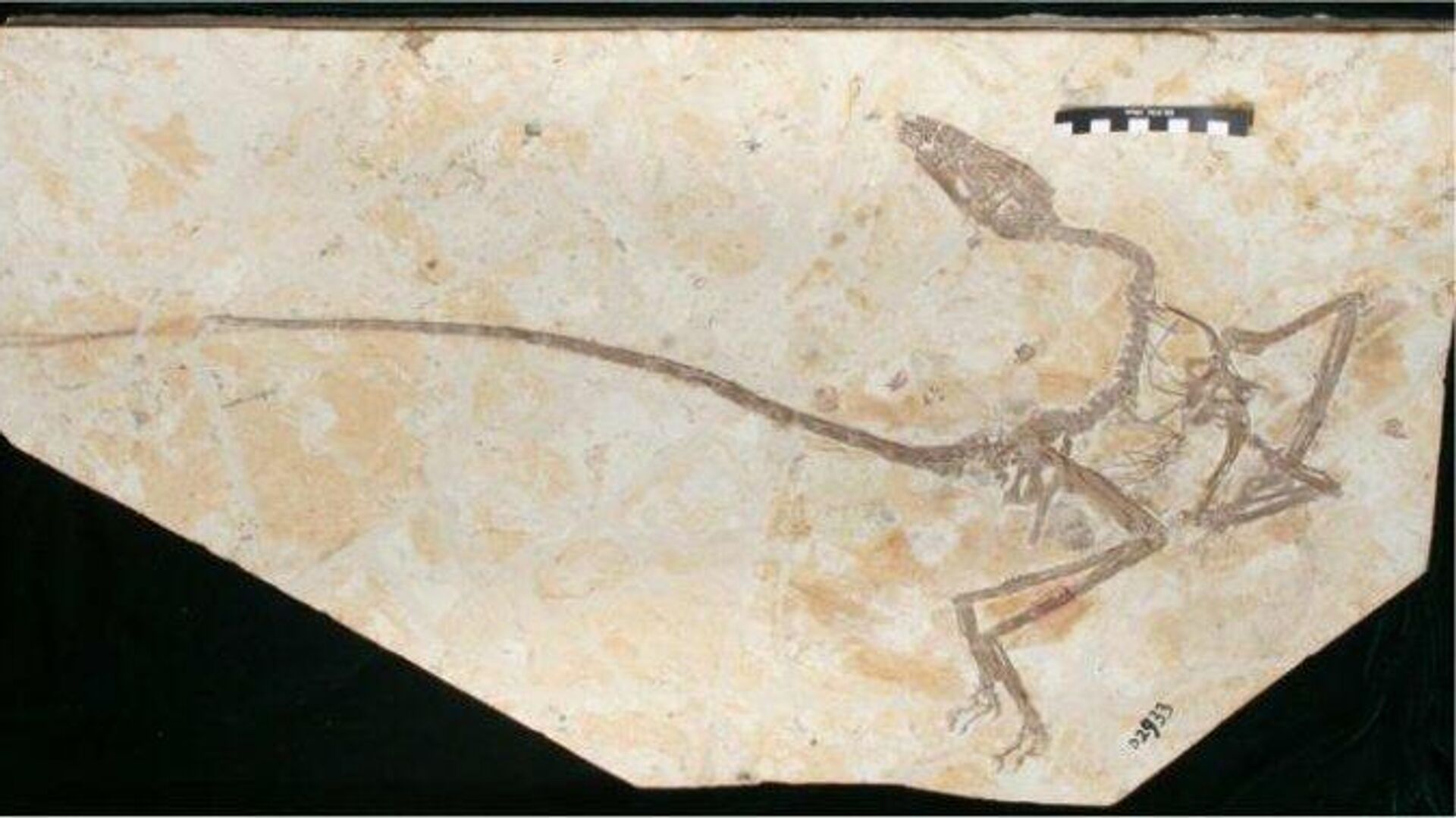 Пернатый динозавр Wulong bohaiensis - РИА Новости, 1920, 21.01.2020