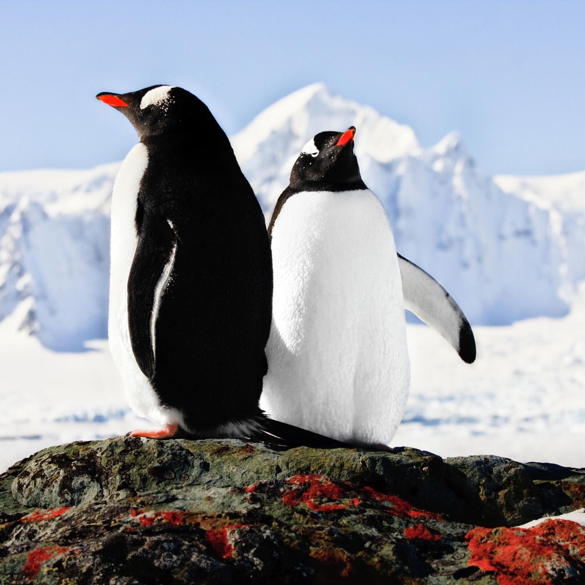 Банный день в Антарктиде: как живут полярники и гуляют туристы - РИА  Новости, 23.01.2020