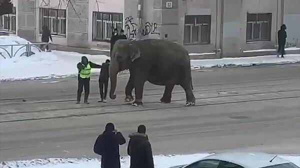 Слониха на улице Екатеринбурга