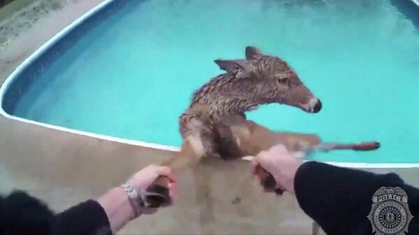 Полицейский спасает оленя из бассейна в штате Кентукки 