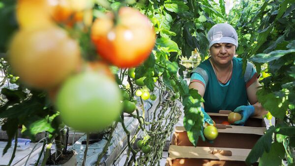 Сотрудница во время сбора урожая томатов в тепличном комплексе