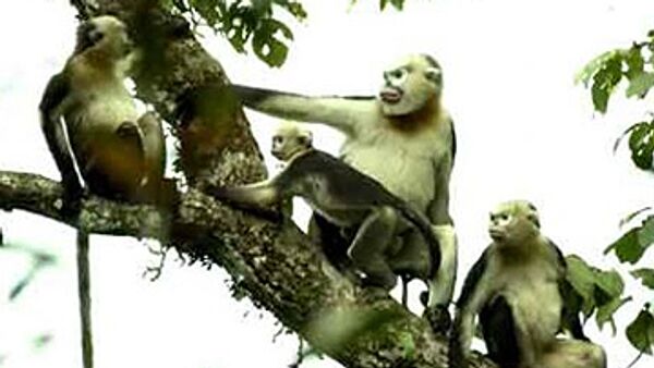 Новая популяция исчезающих обезьян обнаружена на севере Вьетнама