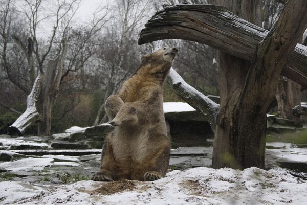 Медвежонок Кнут в Берлинском зоопарке