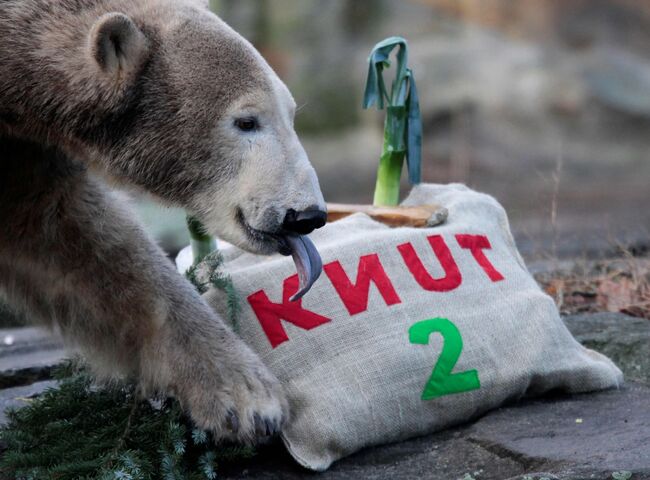 Медвежонок Кнут в Берлинском зоопарке