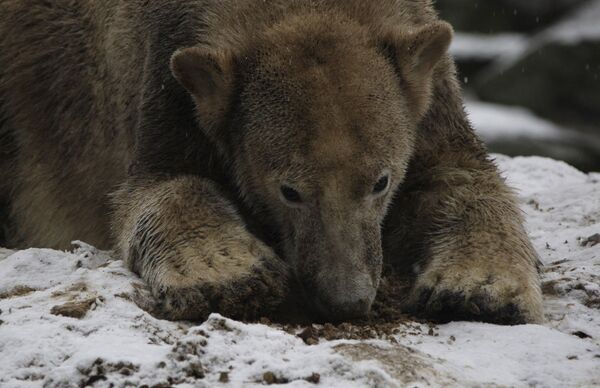 Медвежонок Кнут в Берлинском зоопарке