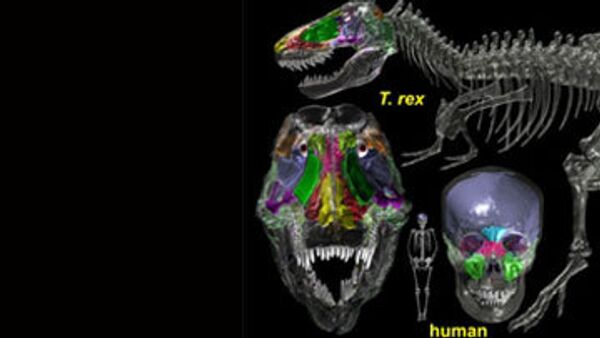 Пустоты в черепе тираннозавра и человека по данным томографии