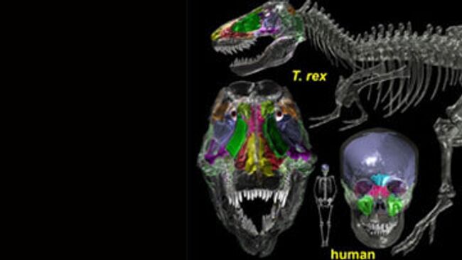 Пустоты в черепе тираннозавра и человека по данным томографии