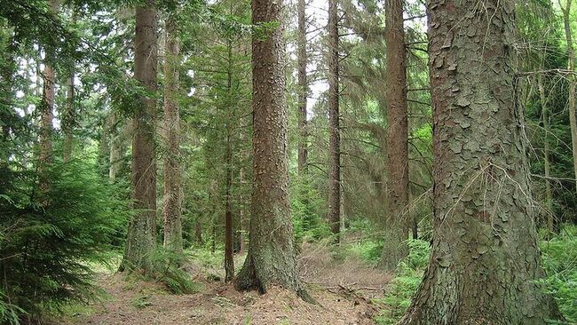 Хвойный лес. Архив