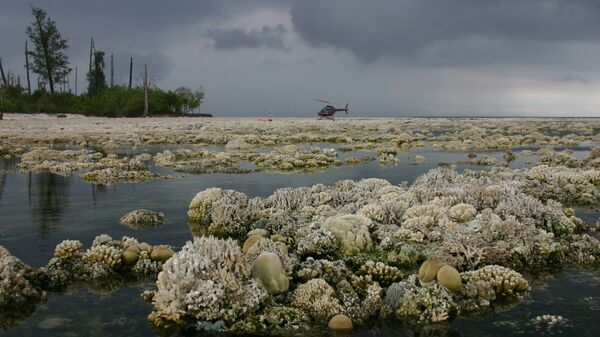 Коралловый риф, погибший из-за подъема дна моря после землетрясения в сентябре 2007 года