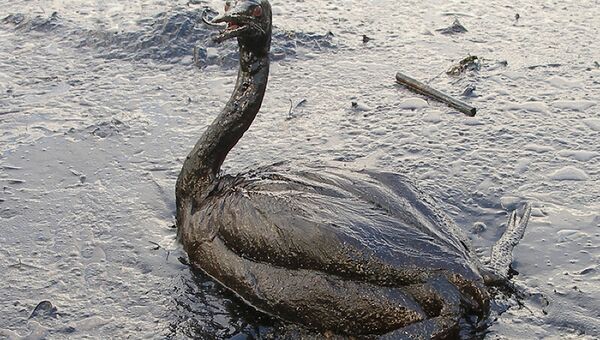 На Сахалине зарегистрирована массовая гибель птиц из-за разлива мазута