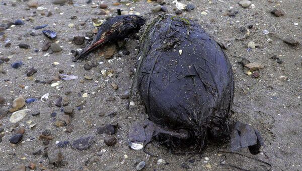 Дело о массовой гибели птиц в заливе Анива возбуждено на Сахалине