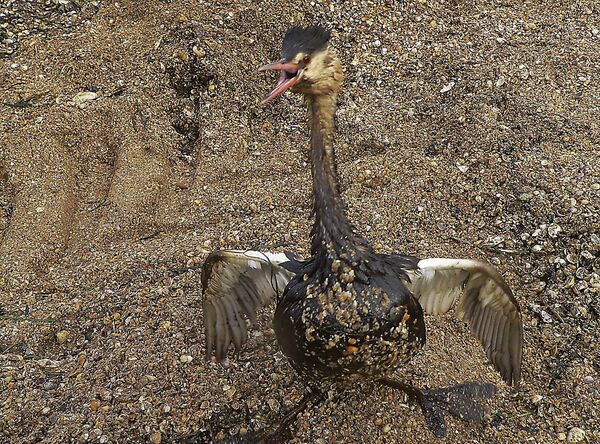 Названа возможная причина массовой гибели птиц на юге Сахалина
