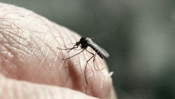 Лихорадку денге разносит особый вид комаров Aedes Aegypti, который размножается в чистой стоячей воде.