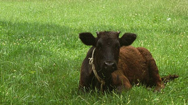 Загадкой остается то, как избежали гибели находящиеся на ферме быки и телята