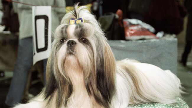 Собака породы ши-тцу Собака породы ши-тцу