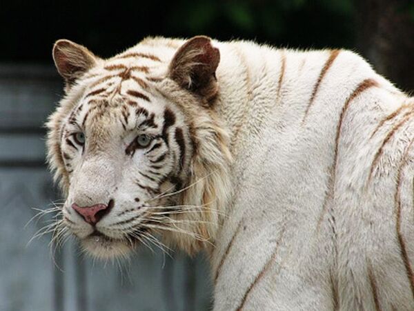 Родившихся в Новосибирске тигрят спрятали от посетителей зоопарка