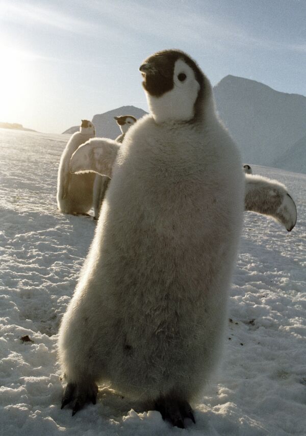 Таяние льдов Антарктики ведет к исчезновению императорских пингвинов - ученые