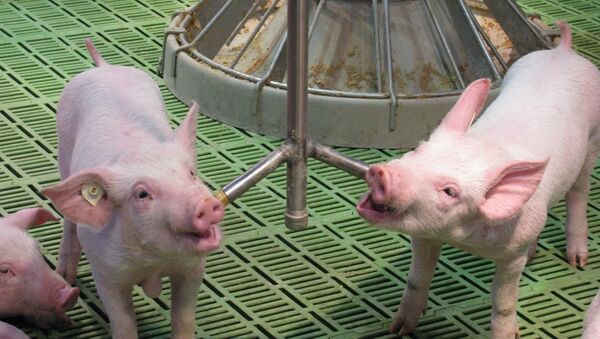 Запрет РФ на поставки свинины из ряда стран не обоснован - ЕК