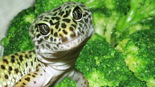 Английская семья нашла в упаковке капусты брокколи геккона