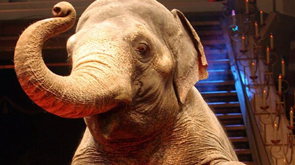 Цирковая слониха умерла в Екатеринбурге