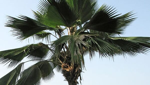 Финиководы ОАЭ научили полицейских псов бороться с пальмовым жуком