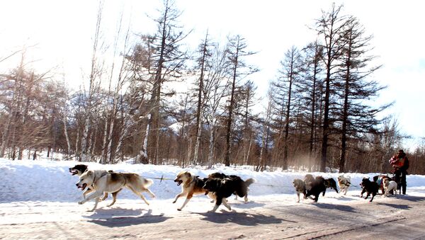 На Камчатке откроется экстремальная гонка на собаках Берингия-2009