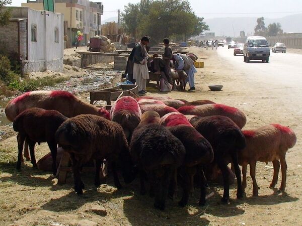 Девяносто шесть афганских баранов и овец утонули в среду в реке Аму-Дарья