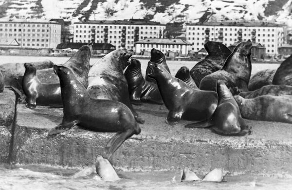 МПР до 1 марта полностью запретит охоту на гренландского тюленя
