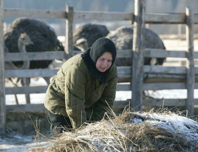 На подворье женского монастыря Святой Елисаветы выращивают страусов