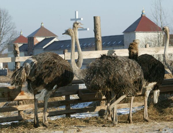 На подворье женского монастыря Святой Елисаветы выращивают страусов