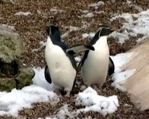 Пингвины в заснеженном Лондоне почувствовали себя как дома