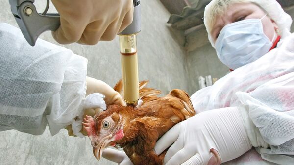 Мертвые птицы, найденные в Гонконге, заражены опасным птичьим гриппом