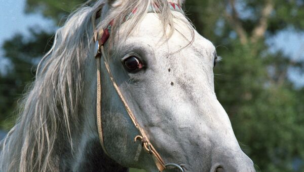Загадочную гибель 21 лошади перед матчем по поло расследуют в США