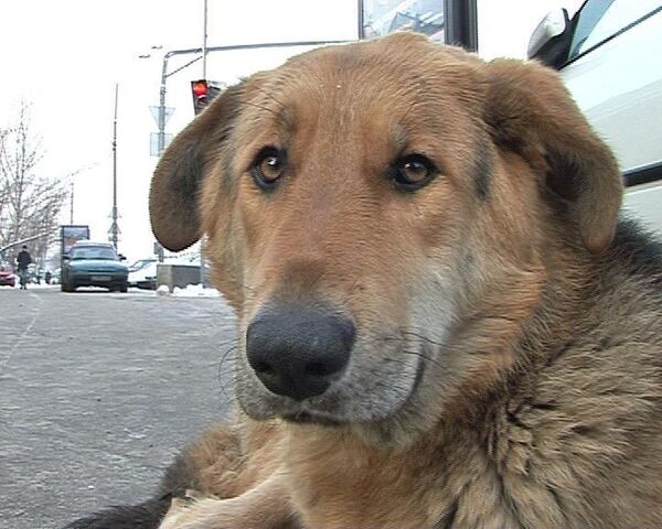 Бездомный пес: выгнать нельзя приютить
