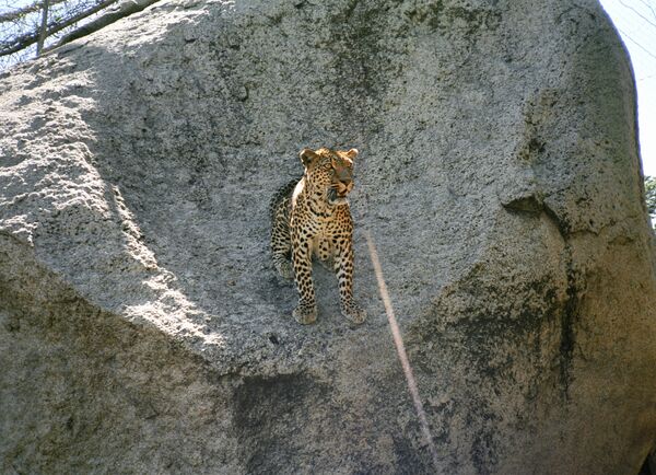 Леопард на территории заповедника Чобе. Архив