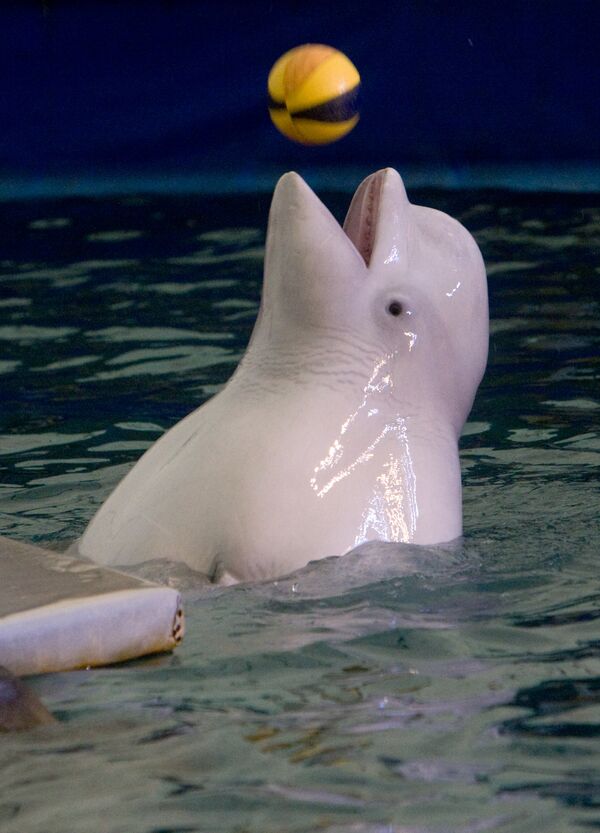 Выступление белых китов в дельфинарии Московского Зоопарка