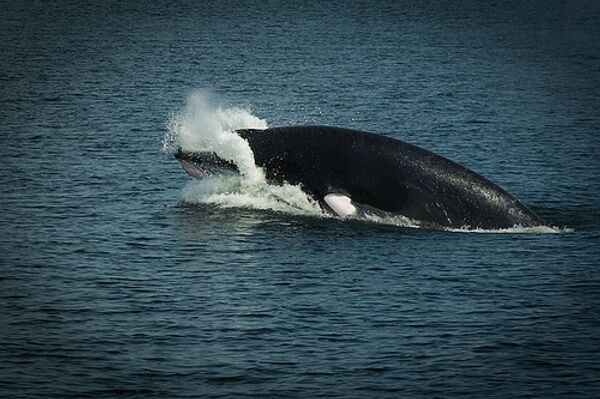 Десятиметровый горбатый кит внезапно появился в водах Гонконга в понедельник