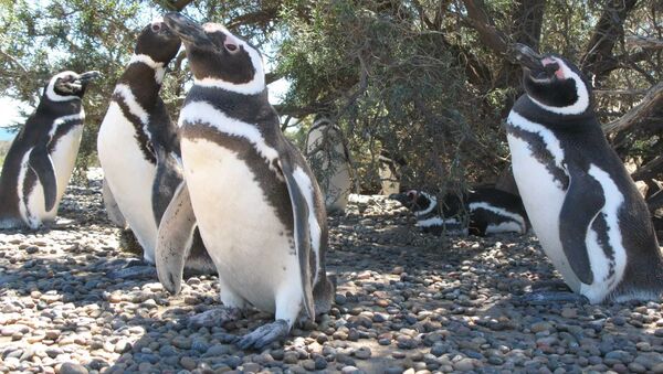 Магеллановые пингвины в Аргентине