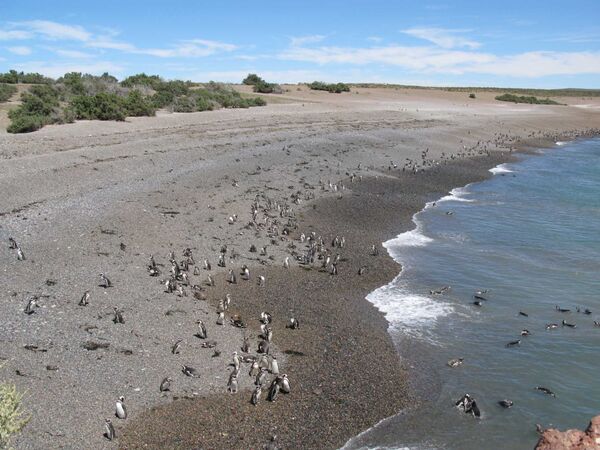 Магеллановые пингвины в Южной Америке. Архив