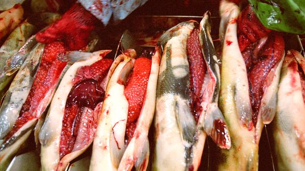 Извлечение икры лососевых рыб