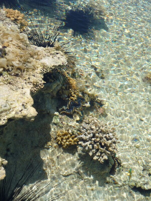 Защитники природы обеспокоены чрезмерной добычей кораллов