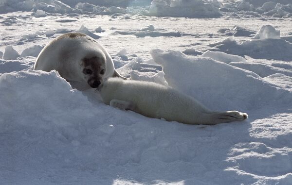 Детенышей тюленя в Белом море защитят с помощью спутников