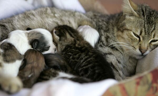 Кошка в Иордании воспитывает котят и четверых щенят