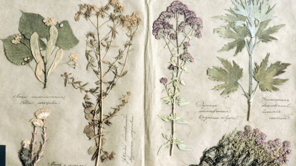 Красивые фото из гербария / KNITLY.com - блог о рукоделии, мастерклассы