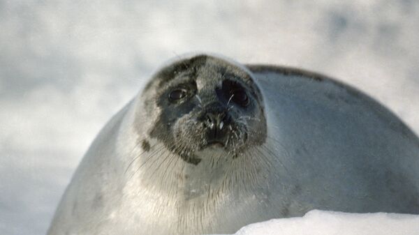 Ввоз и продажа продукции из гренландских тюленей в ЕС запрещены