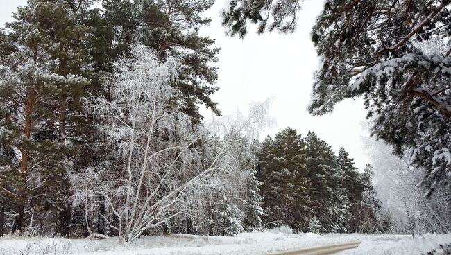 Зимний лес, архивное фото