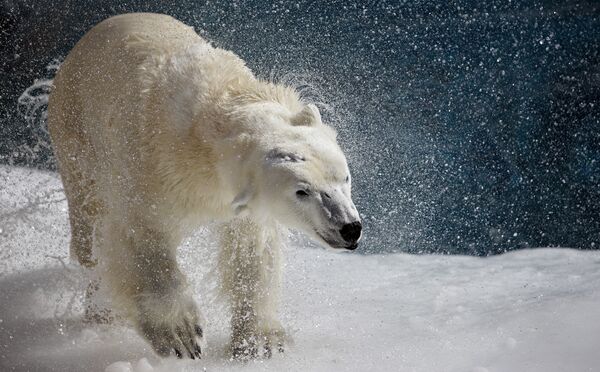 Прямая трансляция из вольера белых медведей ведется в Екатеринбурге